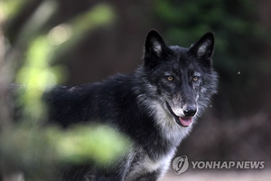 도심 쇼핑몰서 늑대가 여성 물었다…독일 종복원 후 첫 사건