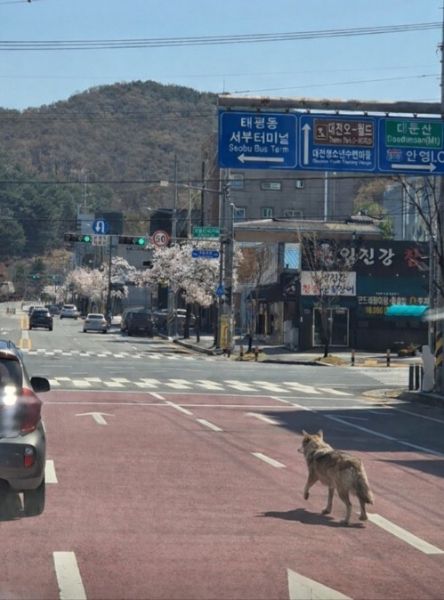 8일 오전 9시 30분 대전 중구 사정동 오월드에서 늑대 1마리가 탈출해 도로를 배회하는 모습. 대전시는 해당 사진을 시민 신고로 확보해 배포했지만, 사진의 진위여부는 아직 확인 중이다.  [대전소방본부 제공]
