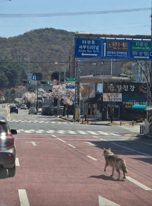 늑대는 사라졌는데…“늑대야” 신고 빗발, 확인하니 허탈한 합성사진