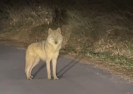 대전 오월드 탈출 이후 한동안 행방이 묘연했던 늑대 ‘늑구’가 13일 오후 10시 43분께 오월드 인근 야산에서 목격됐다. 사진은 목격한 시민이 찍은 영상 갈무리.    [독자 강준수 씨 제공=연합뉴스]
