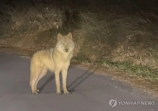 대전 오월드 탈출 이후 한동안 행방이 묘연했던 늑대 ‘늑구’가 13일 오후 10시 43분께 오월드 인근 야산에서 목격됐다. 사진은 목격한 시민이 찍은 영상 갈무리. [독자 강준수 씨 제공. 연합뉴스]