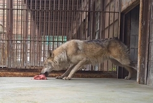 ‘고기 먹는 늑구’ 동영상 떴다… 대전에선 ‘늑구빵’ 열풍