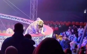 탈출한 호랑이, 객석 사이로 쑥…러 서커스장 고장에 ‘아수라장’