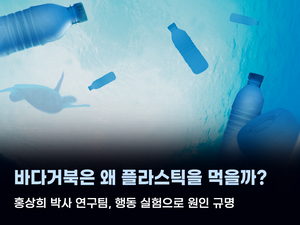 바다거북, 플라스틱 먹는 이유 알았다…색상에 따른 행동반응 차이 밝혀