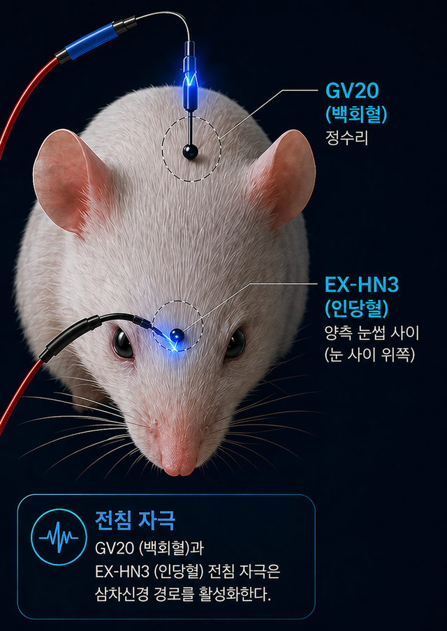 생쥐 모델에 전침을 자극한  이미지. 한의학연 제공.