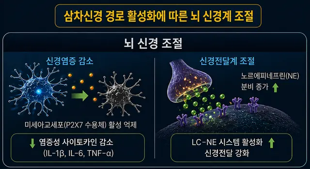 전침 치료로 인한 삼차신경 활성화에 따른 뇌 신경계 조절 이미지. 한의학연 제공.