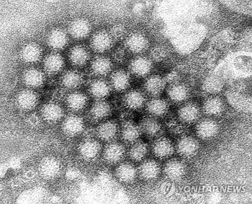 노로바이러스 전자현미경 사진. 미국 CDC 제공 사진 AP=연합뉴스