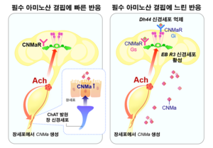 몸 속 영양 결핍 해소, 장-뇌에 달려… 단백질 부족 시 섭식행동 유도