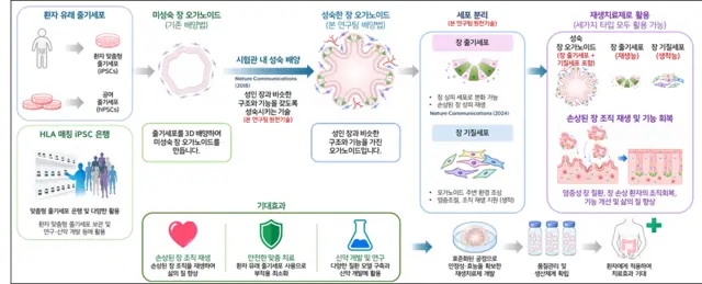 장 오가노이드 기반 재생치료제 개발 및 활용 개념도. 생명연 제공.