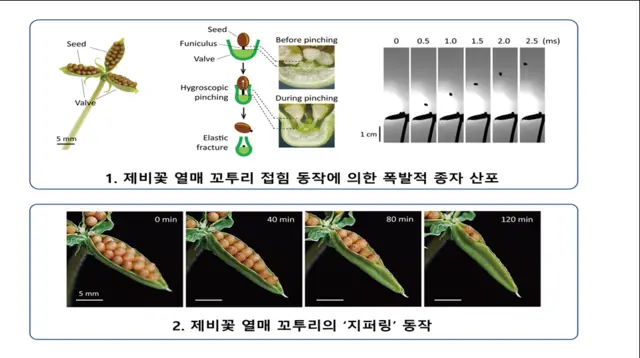 제비꽃의 독특한 종자 산포 규명 개념도. 서울대 제공.
