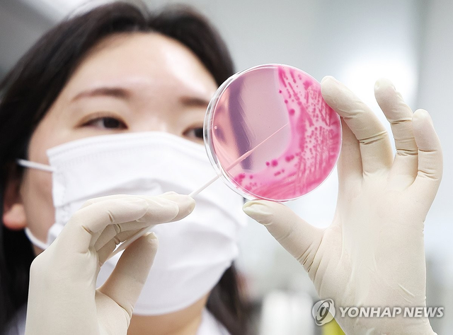 식중독균 배양분리작업. 연합뉴스