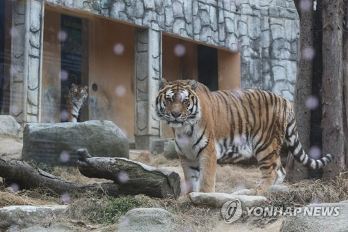 호붐·호순이 남매 [연합뉴스 자료사진]