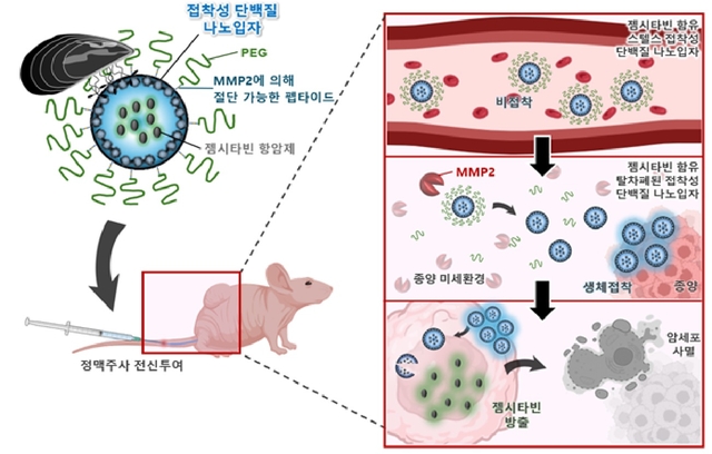 생체적합성 단백질 나노입자 기반 약물전달 시스템 개념도. 포스텍 제공.
