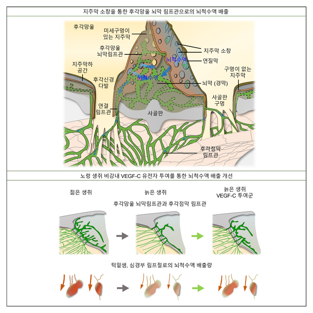 지주막 소창을 통한 뇌척수액 배출 경로와 회복 모식도. IBS 제공.