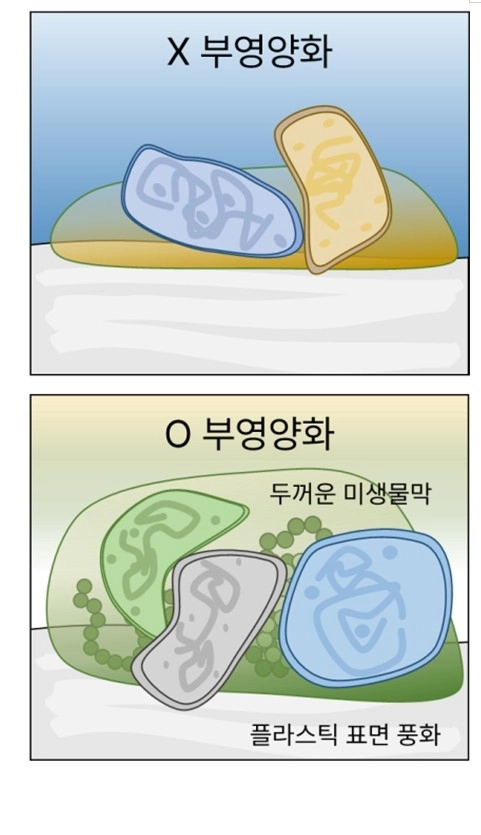 녹조현상으로 달라진 플라스틱 생태계 모습. KAIST 제공.