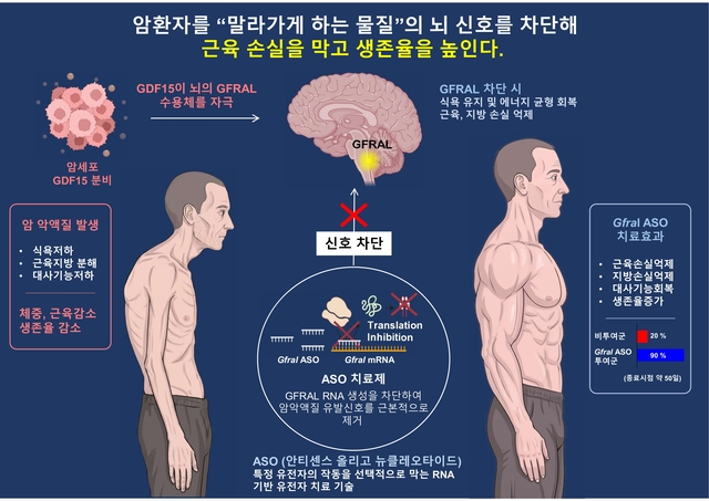 암 환자의 치명적인 대사 합병증 '암 악액질'을 막을 수 있는 기술을 AI로 생성한 일러스트, KAIST 제공.
