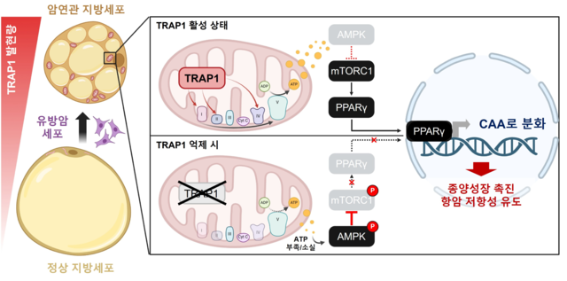 유방암 주변 지방세포의 암 연관 지방세포 전환과 TRAP1 억제 효과 개념도. UNIST 제공.
