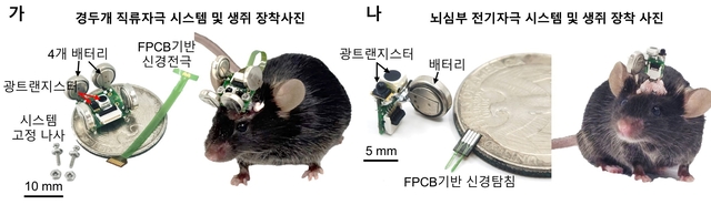 적외선 기반 초경량 무선 신경조절 시스템과 생쥐를 이용한 실험 모습. 연구재단 제공.