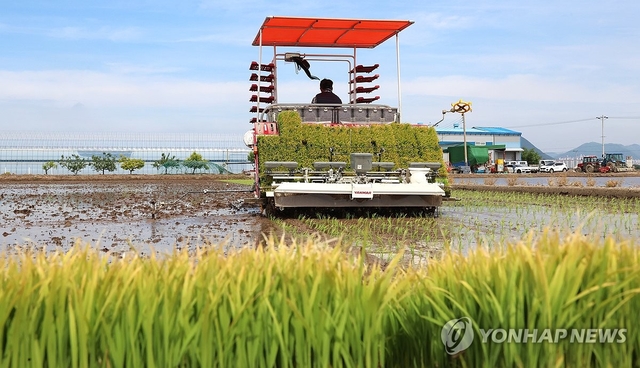 지난 5월 7일 부산 강서구 죽동동 들녘에서 농민 김경양씨가 농기계를 이용해 모내기하고 있다. 연합뉴스