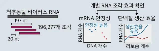 바이러스에서 mRNA 안정성과 단백질 생산 효율 높이는 조절 서열 스크리닝.  IBS 제공.
