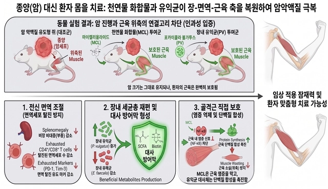 천연물 화합물 및 유익균 매개 암 악액질 개선 개념도. KIST 제공.