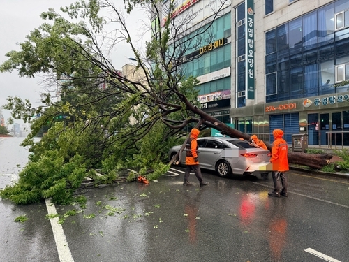 도로로 쓰러진 가로수 [울산소방본부 제공]