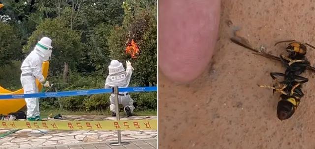 부산 서구 암남공원 인근에서 발견한 말벌집을 제거 중인 부산 소방당국 인원들(왼쪽), 발견된 말벌과 손가락 크기 대조(오른쪽). [부산소방재난본부 제공·연합뉴스 사진 갈무리]