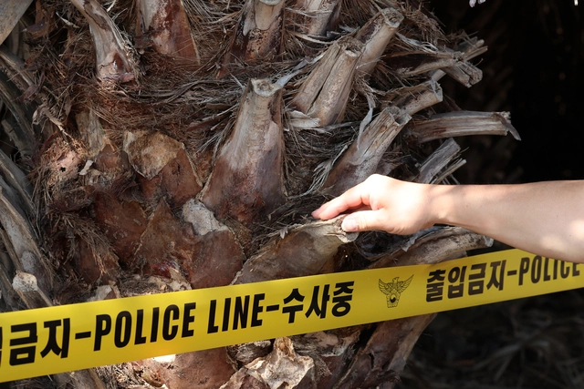 지난 8월 26일 제주시 한림읍의 장기실종자 장미란씨 시신이 발견된 야자수농장의 베어낸 야자 줄기가 손으로 쉽게 꺾이고 있다. 경찰은 발견 초기 타살 혐의점이 낮다며 사망 원인을 사실상 스스로 목맴사로 추정하는 언급을 반복했으나, 9월초 현재는 ‘시신이 부패해 사인이 불분명하다’는 경찰 입장이 나왔다. [연합뉴스]