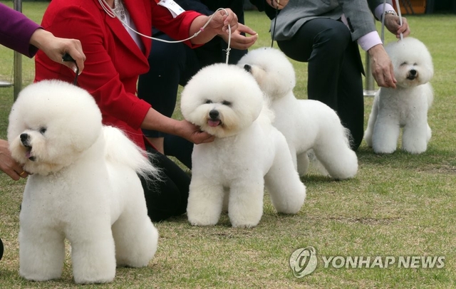 애견 [연합뉴스]