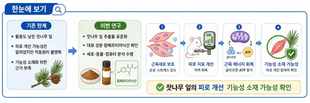 잣나무 잎 추출물의 근육 피로 개선 가능성을 확인한 연구 개념도. 한의학연 제공.