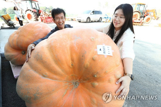 [렌즈 속 세상] 올해 챔피언 호박 무려 319kg