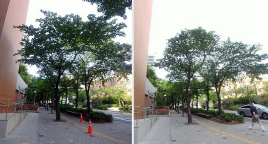 [자치 열전] 마포구, 도로변 민간소유 수목 가지치기 지원…15일부터 신청
